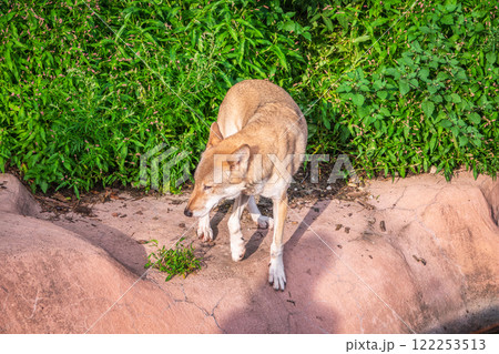 Gray wolf in forest on the green grass. The wolf, Canis lupus Gray wolf in forest on the green grass. The wolf, Canis lupus 122253513