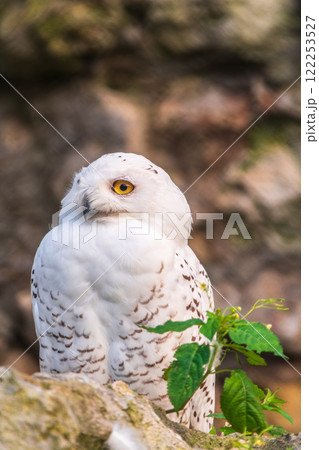 A snowy owl sits on a rock cliff. A snowy owl sits on a rock cliff. 122253527
