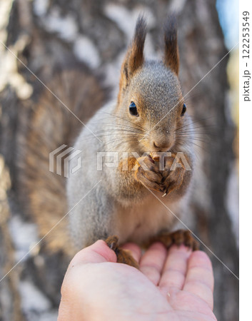 A squirrel in the autumn eats nuts from a human hand. Eurasian red squirrel, Sciurus vulgaris 122253549