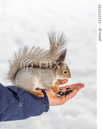 Squirrel eats nuts from a man's hand. Caring for animals in winter or autumn. Squirrel eats nuts from a man's hand. Caring for animals in winter or autumn. 122253550