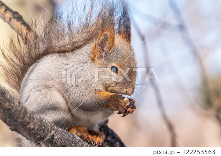 The squirrel with nut sits on tree in the winter or late autumn 122253563