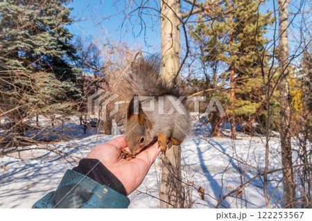 Squirrel eats nuts from a man's hand. Caring for animals in winter or autumn. Squirrel eats nuts from a man's hand. Caring for animals in winter or autumn. 122253567