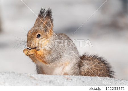 The squirrel in winter sits on white snow. 122253571
