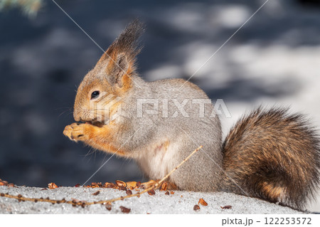 The squirrel in winter sits on white snow. The squirrel in winter sits on white snow. 122253572