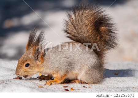 The squirrel in winter sits on white snow. 122253573