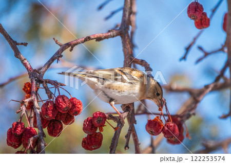 Brambling (Fringilla montifringilla) feeds on apples in winter. 122253574