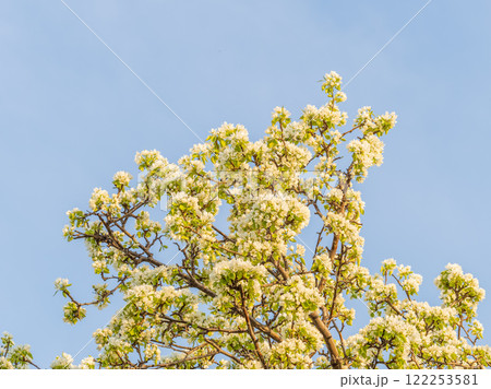 Apple tree branches with white flowers on a background of blue clear sky. Apple tree branches with white flowers on a background of blue clear sky. 122253581
