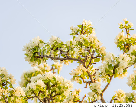 White blossoming apple trees. White apple tree flowers White blossoming apple trees. White apple tree flowers 122253582