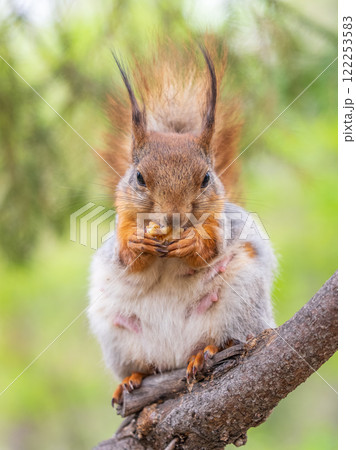 The squirrel with nut sits on a branches in the spring or summer. The squirrel with nut sits on a branches in the spring or summer. 122253583
