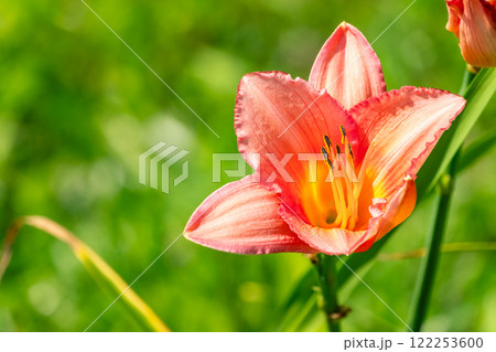 Close up of a single orange day lily, Hemerocallis fulva, in full bloom. Close up of a single orange day lily, Hemerocallis fulva, in full bloom. 122253600