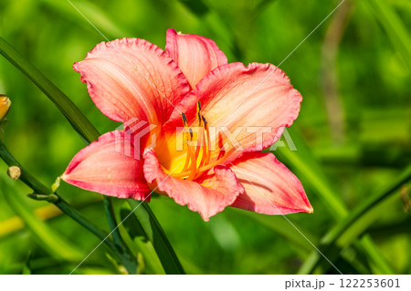 Close up of a single orange day lily, Hemerocallis fulva, in full bloom. Close up of a single orange day lily, Hemerocallis fulva, in full bloom. 122253601