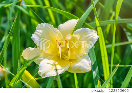 A yellow daylily flower, latin name Hemerocallis lilioasphodelus, at sunset. It is also known as the lemon daylily. 122253606