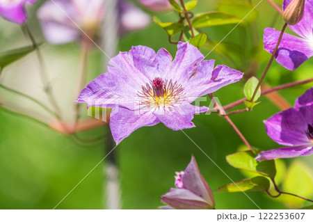 Spring Flowering Downy Clematis (Clematis macropetala). Close up of flowering blue Clematis on blurred background. 122253607