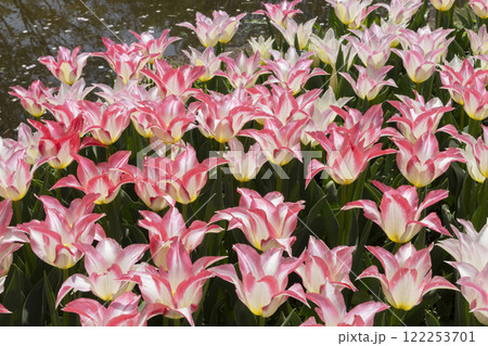 チューリップの花 122253701