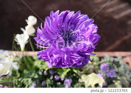紫色の八重咲きアネモネ 122253765