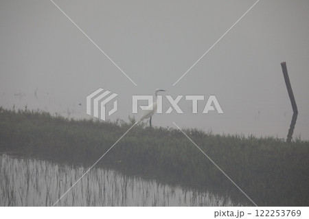 Bird Cran at Water India Bird Cran at Water India 122253769