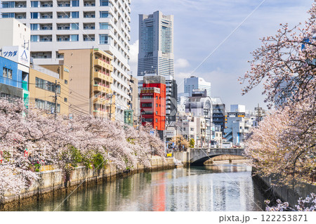 春の横浜・大岡川 桜並木とランドマークタワーが見える景色【神奈川県・横浜市】 春の横浜・大岡川 桜並木とランドマークタワーが見える景色【神奈川県・横浜市】 122253871