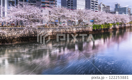 春の横浜・大岡川の桜並木　川を流れる桜の花びら【神奈川県・横浜市】 122253881