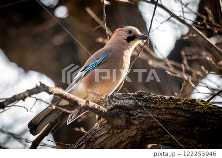 Eurasian jay on a tree branch 122253946