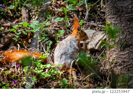 Red squirrel in the process of molting fur in the spring forest 122253947