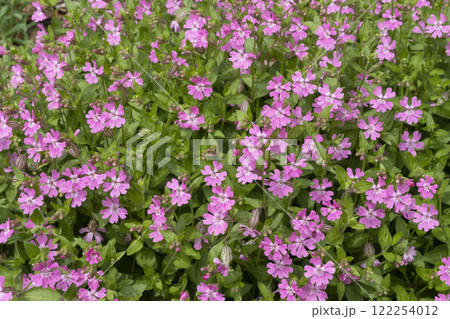 サクラソウの花 122254012