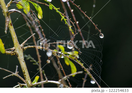 Rain droplets with beautiful plant view with blurred nature background 122254633