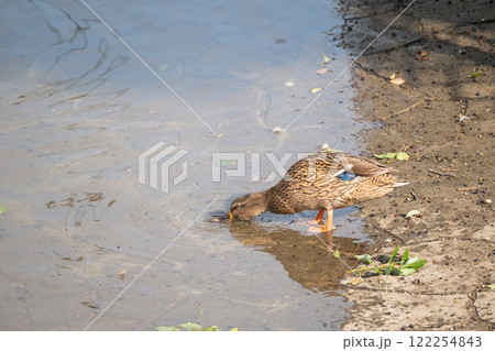 マガモ（メス）　大阪市土佐堀川　中之島公園 122254843