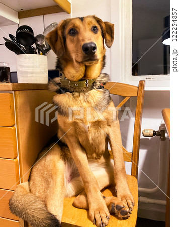 dog sits on a chair in the kitchen like a person 122254857