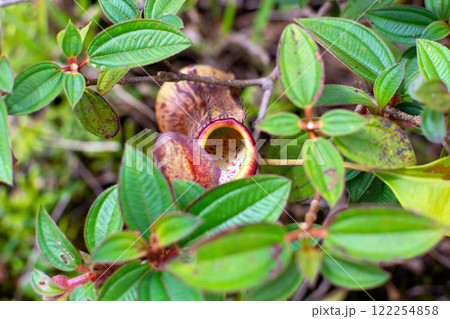 Nepenthes, tropical pitcher plant, insectivorous plant of southeast Asia 122254858