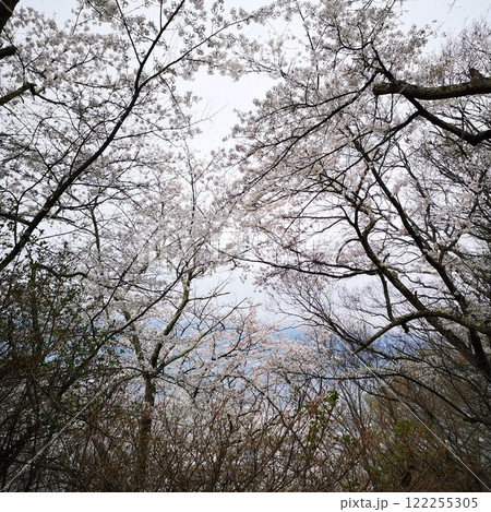 桜 光城山 桜 光城山 122255305