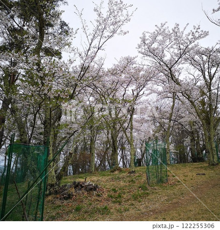 桜 光城山 桜 光城山 122255306