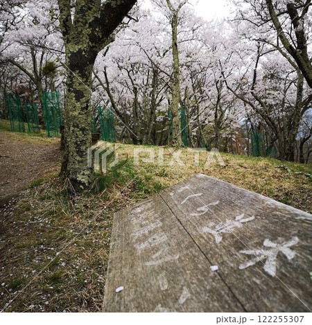 桜　光城山 122255307