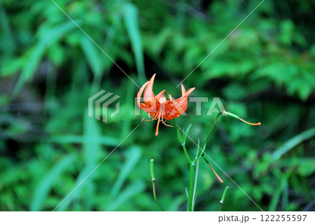 福島県・尾瀬沼・大江湿原・コオニユリ(小鬼百合) 福島県・尾瀬沼・大江湿原・コオニユリ(小鬼百合) 122255597