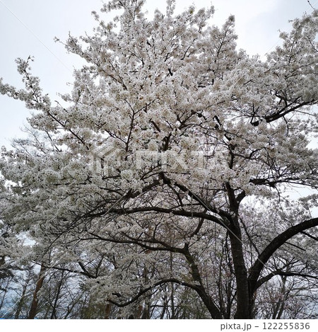 桜 光城山 桜 光城山 122255836
