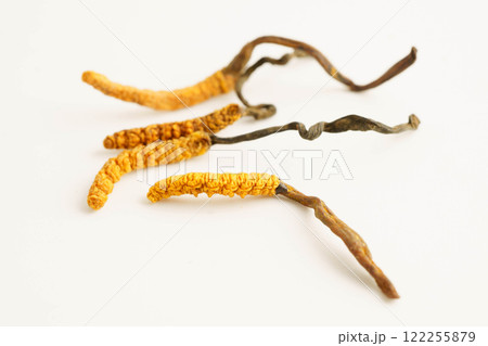 Cordyceps sinensis or Ophiocordyceps sinensis isolated on white background, mushroom herb treatment medicine. 122255879