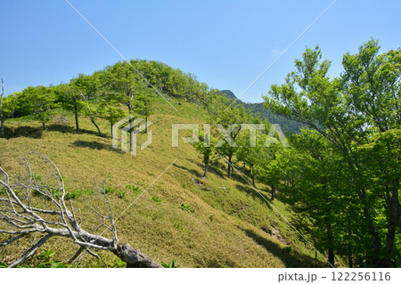 旭登山口から釈迦ヶ岳の登山道 【奈良県十津川村】 旭登山口から釈迦ヶ岳の登山道 【奈良県十津川村】 122256116