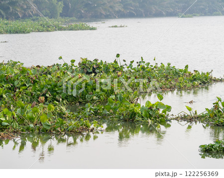 Exploring lush water hyacinth growth in serene river landscape nature photography tranquil view 122256369