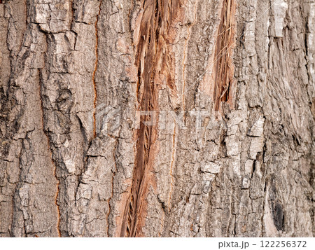 Nature action tree bark texture close-up forest environment macro photography perspective 122256372