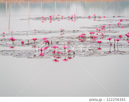 Serene aerial capture of pink lotus flowers over calm water a nature photography delight 122256381