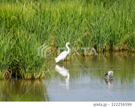 Egrets and herons foraging in tranquil wetlands nature photography green landscape serenity 122256399