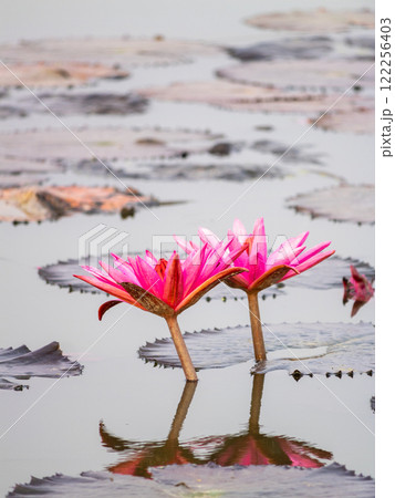 Stunning pink water lilies blooming in tranquil lake nature photography serene environment 122256403