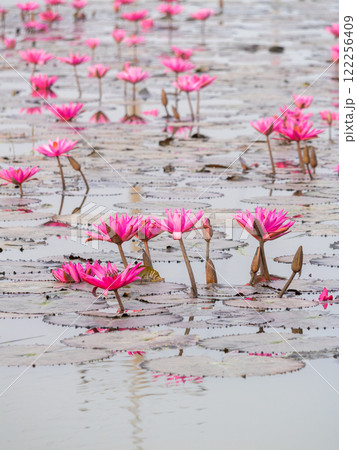 Vibrant pink lotus flowers blooming in tranquil water nature scene serene environment close-up view 122256409