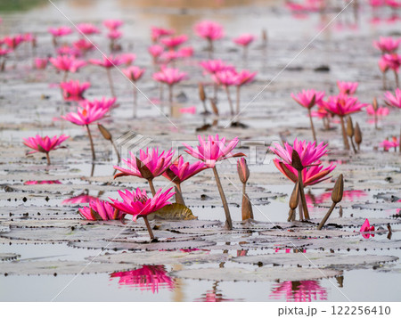 Vibrant pink lotus flowers in tranquil water nature scene serene environment close-up view 122256410