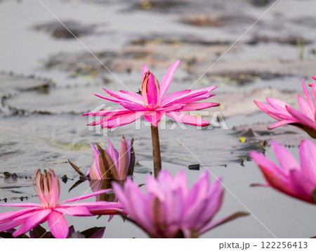 Lotus flower blooming in tranquil pond nature scene serene environment close-up view 122256413