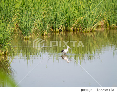 Bird wading through shallow water in rice field nature photography serene environment close-up view Bird wading through shallow water in rice field nature photography serene environment close-up view 122256418