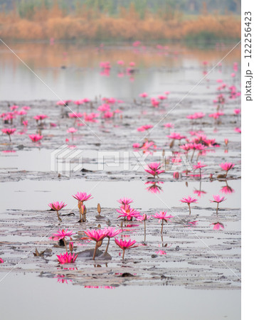 Blooming pink water lilies in tranquil wetland nature photography serene landscape view 122256423