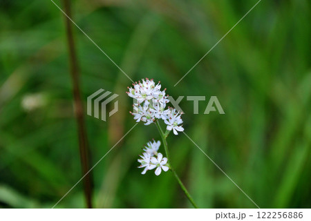 尾瀬の花・イワショウブ（岩菖蒲） 122256886