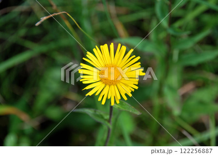 尾瀬の花・オゼミズギク(尾瀬水菊) 尾瀬の花・オゼミズギク(尾瀬水菊) 122256887