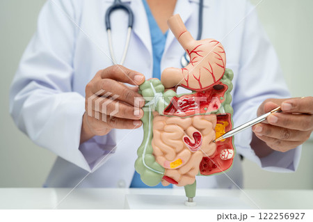 Digestive system with stomach and intestine, Asian doctor holding human anatomy model for study diagnosis and treatment in hospital. Digestive system with stomach and intestine, Asian doctor holding human anatomy model for study diagnosis and treatment in hospital. 122256927