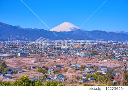 神奈川県小田原市の曽我梅林と市街地の眺望(小田原市,富士山,矢倉岳など) 122256994